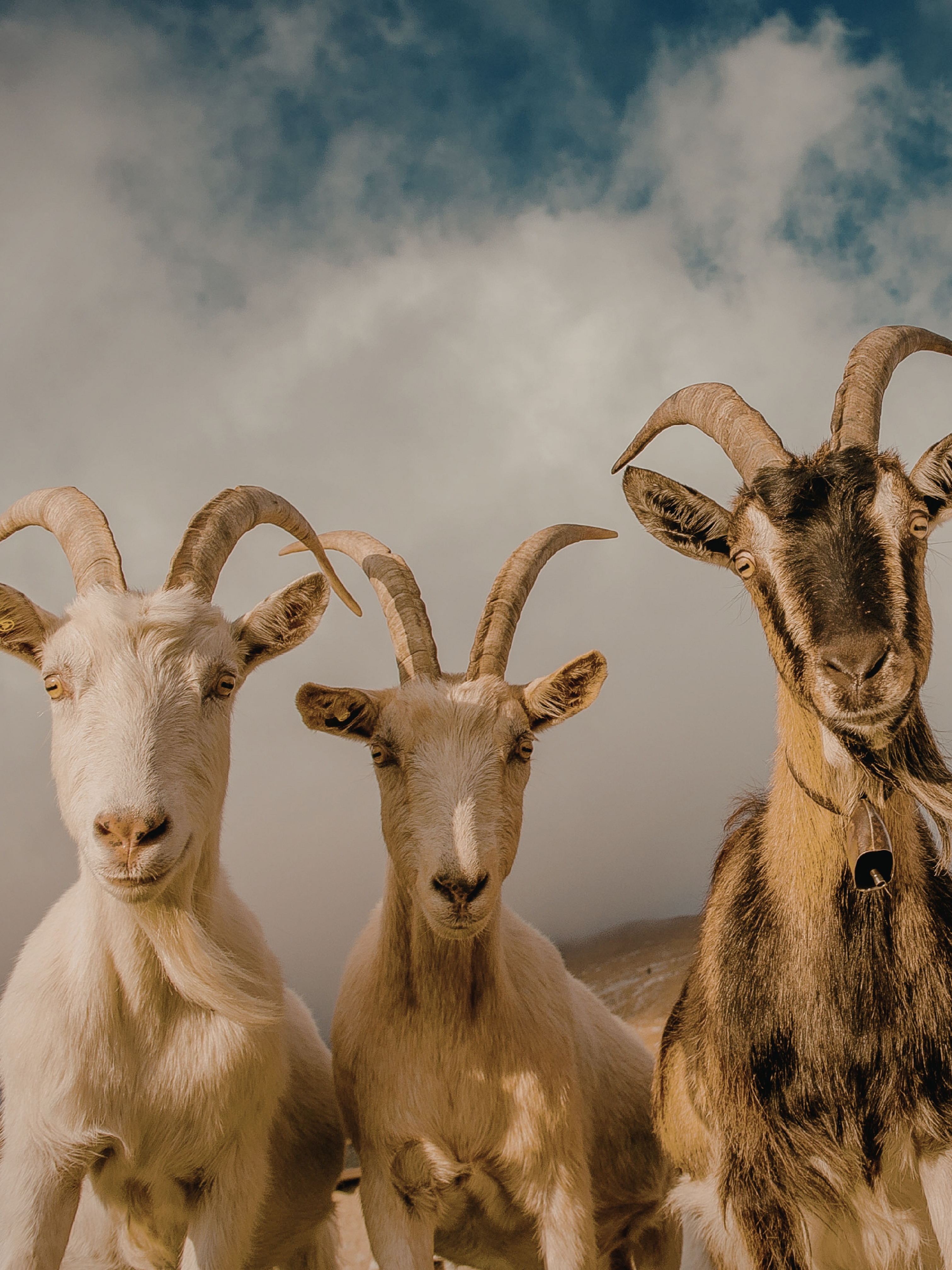 What Exactly Is Sustainable Cashmere?